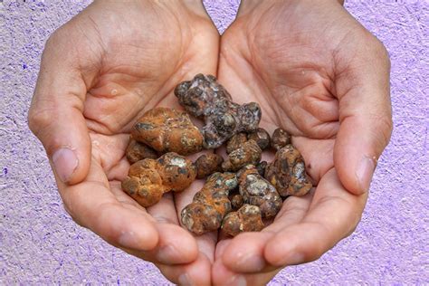 Magic truffles bug